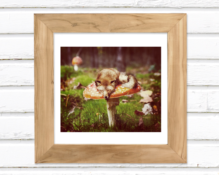 Mushroom Dreams - Luster Photo Print 8x7