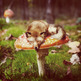 Mushroom Dreams - Luster Photo Print 8x7 - Thumbnail 1