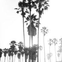 California Palms - 9"x12"