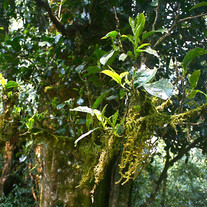 The Primordial Purple Tea Buds (from 500+ year old tea tree)