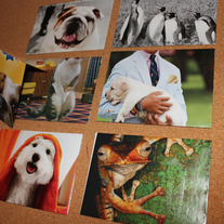 Animalsmain_medium