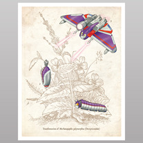 Natural Transformation (print)