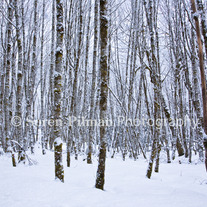 C_20_20bare_20trees9x12_medium