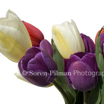 C_20_20boquet_20of_20tulips9x12_medium