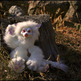Willo2_small