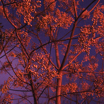 Red Tree