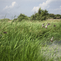 Ducks flight