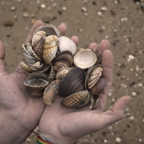 Shells
