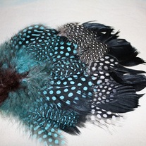 Feathers 