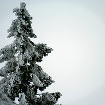 (Photo) Snow Capped Tree