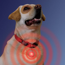 LED Dog Collar Lite (white light)