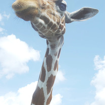 Stand Tall