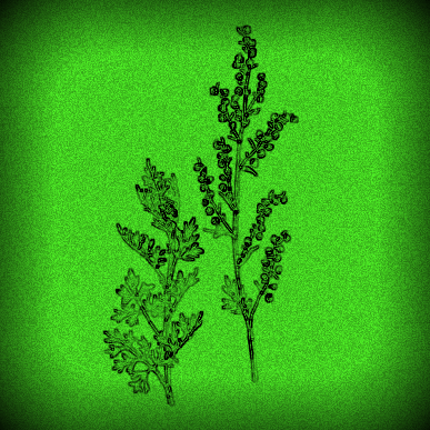 Wormwood-1-1_large