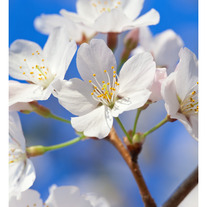 Spring Cherry Blossoms 11x14