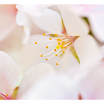 Spring Cherry Blossoms 11x14