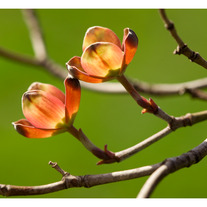 Dogwood Tree Blossom 11x14