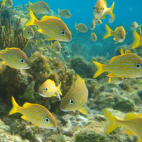 300fish-population-survey_medium