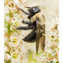 Bumble Bee 11x14