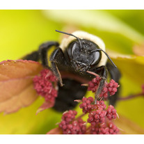 Bumble Bee 11x14