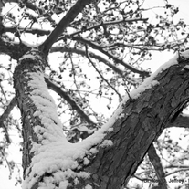 Wm_-_trunk_full_of_snow_medium