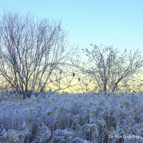 Wm_-_frosty_sunrise_medium
