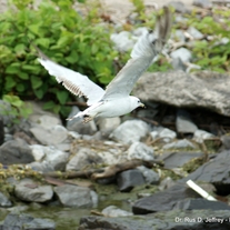 Wm_-_seagull_in_flight_medium