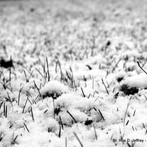 Wm_-_blanket_of_snow_medium