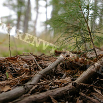 Imgp1090_medium