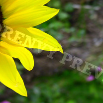 Aut_0119_medium