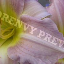 Aut_0132_medium