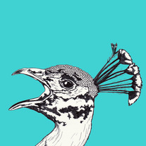 Peacock_medium