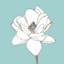 Magnolia_medium