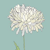 Petaldreams_medium
