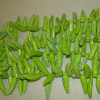 Green Chili Pepper ~ Howlite