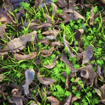Fall_and_spring_medium
