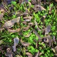 Fall_and_spring_small