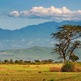 Bigstock_african_savanna_6980737