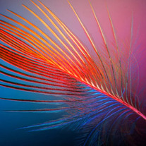 Feathers