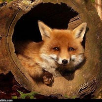 Fox_hole