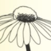 Daisy2