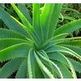 Aloe_vera