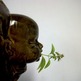 Head_basil