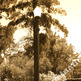 Lightposts_stamped_small