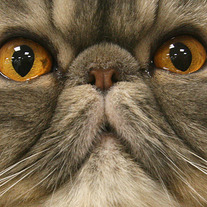 Cat_show_01