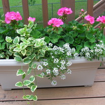 Kari_s_flowers_2009_003