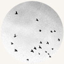 Oh magpie  s h o p