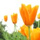 Orange_flower