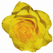 Yellow_rose