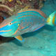 Parrot_fish