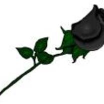 Altblackrose